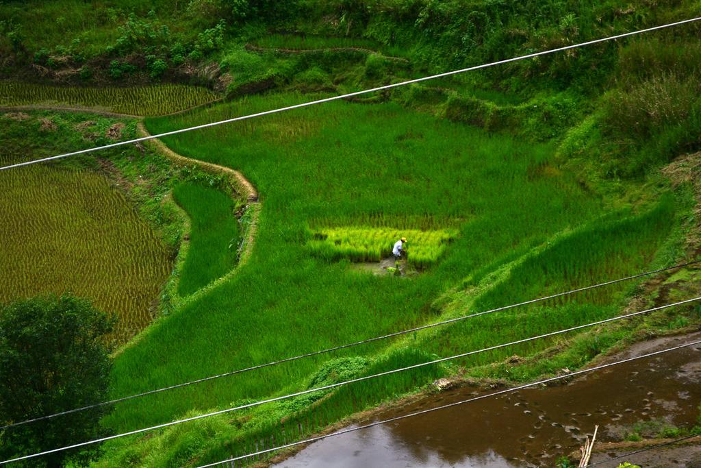 Banaue Greenfields Inn Εξωτερικό φωτογραφία